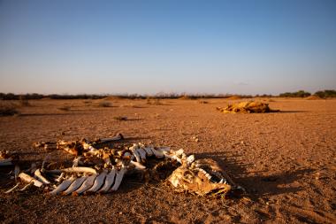 Dead livestock found inside/outside the community of Ceel-Dheere 